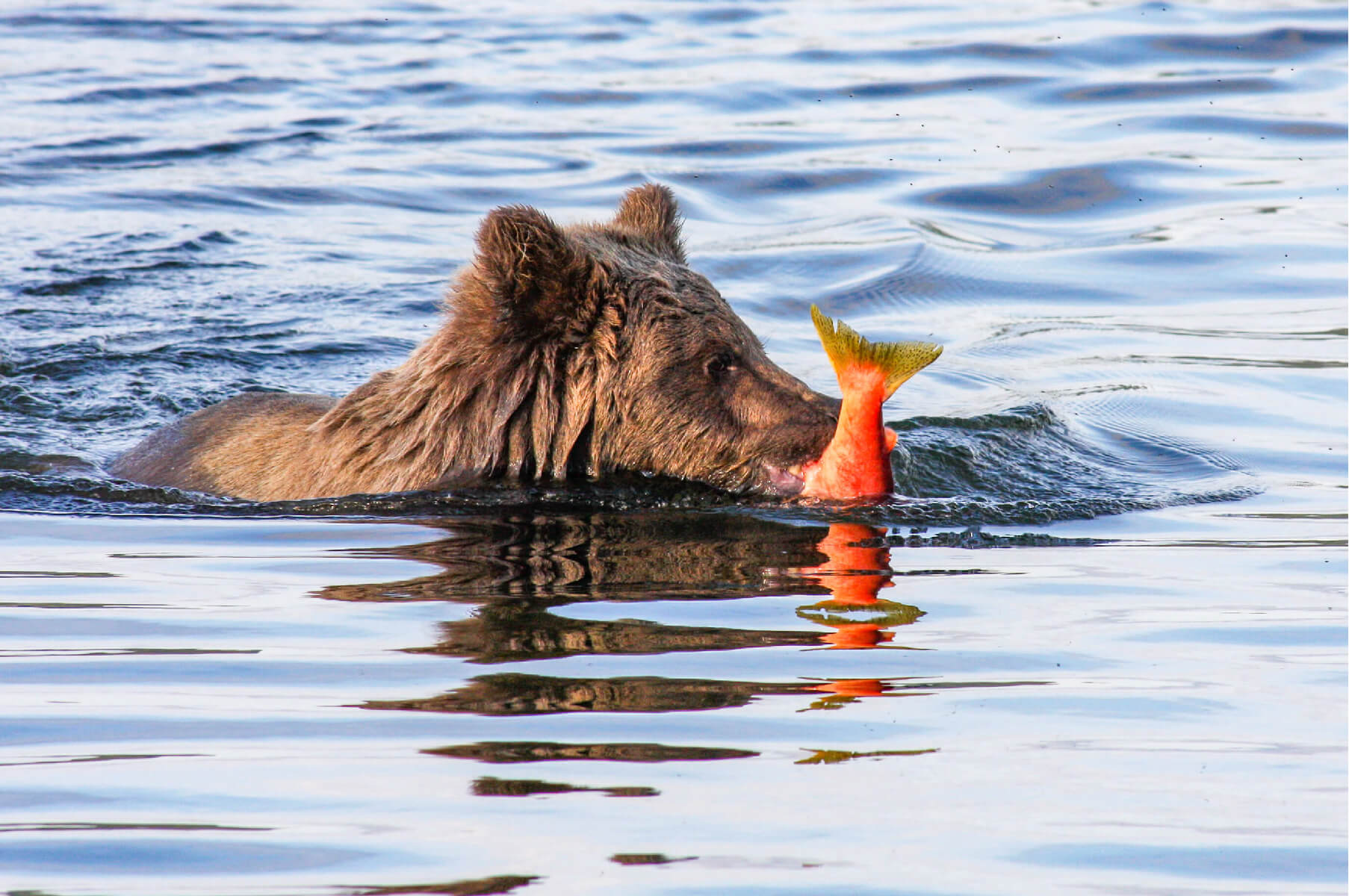 A bear swimming through gently rippling water with a bright orange salmon in its mouth